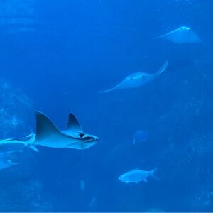 Meet your Posher, Robin